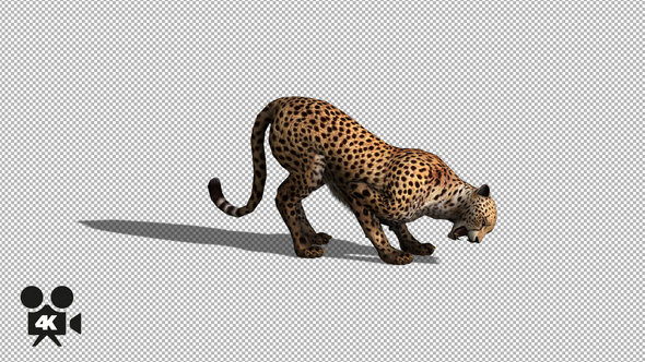 4K Cheetah Eat  alt
