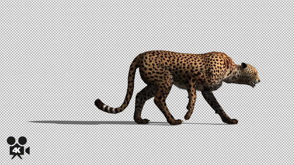4K Cheetah Walking alt