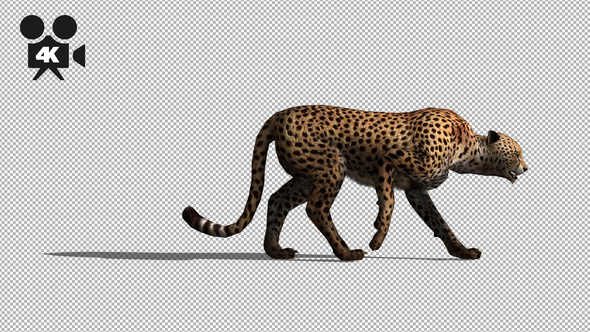 4K Cheetah Walk alt