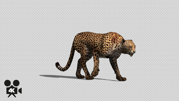 4K Cheetah Walk alt