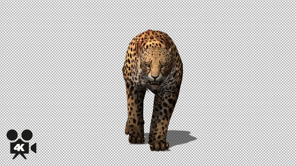 4K Cheetah Walking to Camera alt