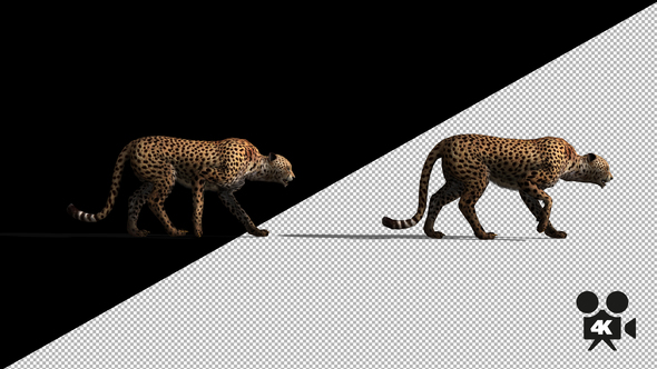 4K Cheetah Slow Walk - With Shadow alt