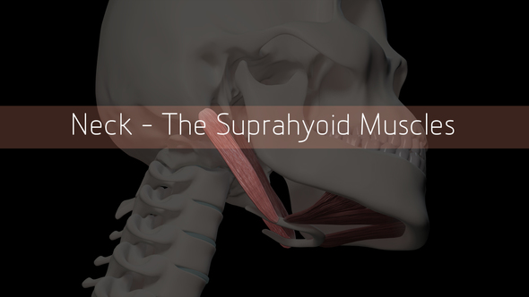 Nek - The Suprahyoid Muscles