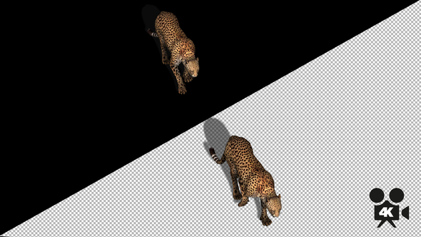 4K Cheetah Walk Top View alt