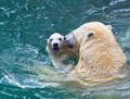 Bathing polar bears - PhotoDune Item for Sale