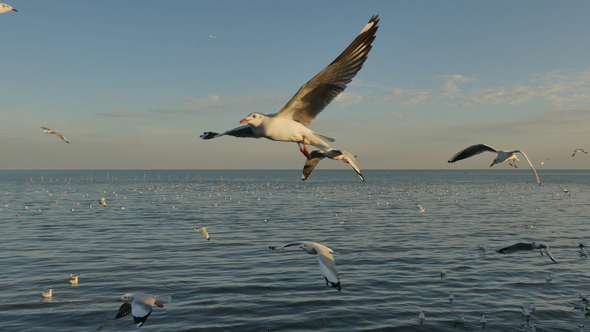 Seagull Flying On Blue Ocean