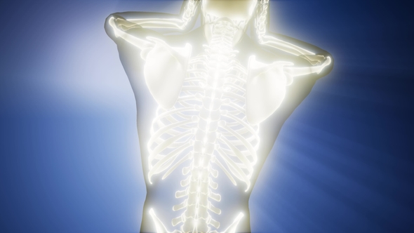 Human Bones Radiographic Scan alt