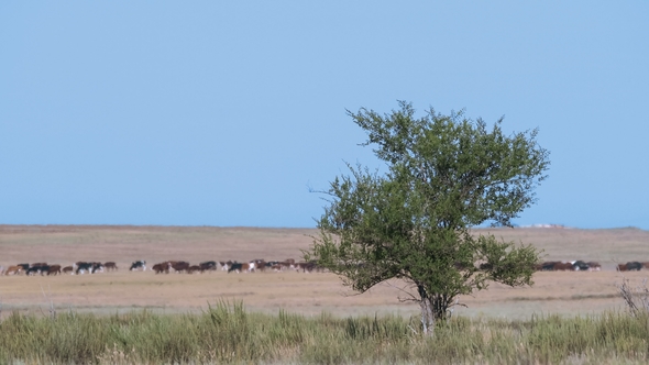 Lone Tree in Savannah Herd of Cows Grazing in the Background.