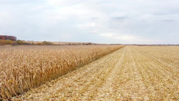 Agricultural field during the corn harvest