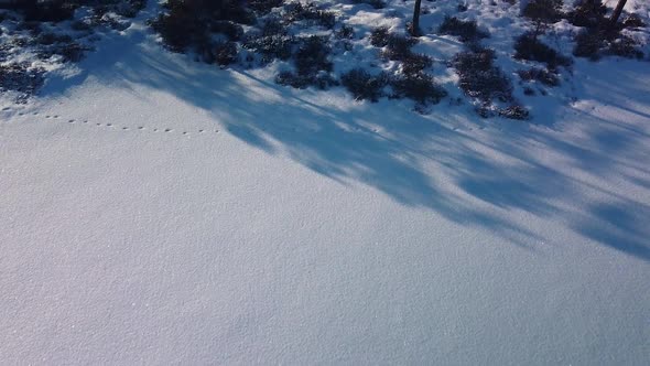 Revealing aerial view of snowy bog landscape with frozen lakes in sunny winter day, Dunika peat bog