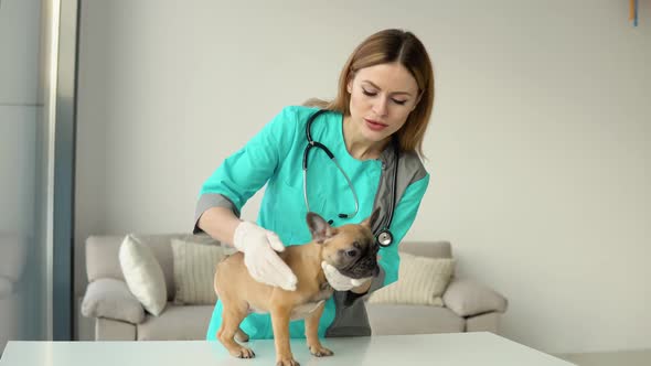 A Female Veterinarian Examines a Small French Bulldog