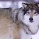 Close-up of a Portrait of Beautiful and Large Wolf in Frosty Forest - VideoHive Item for Sale