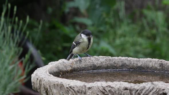Young Great Tit, Parus major,  drinking from garden bird bath. Spring. British Isles