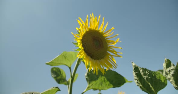 Sunflower And Blue Sky