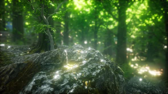 Sun Light in the Green Forest alt