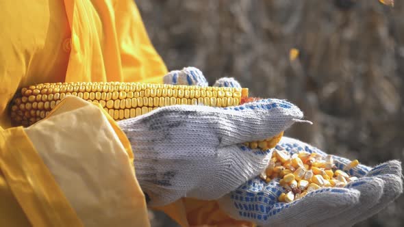 Young Farmer Holding Ripe Corn During Harvest Time. Agricultural Expert Inspecting Quality of Corn