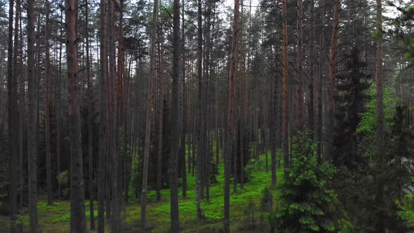 Famous Mysterious Labanoras Forest In Lithuania