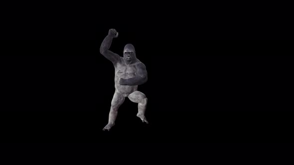 Gorilla 4K Gangnam Dance