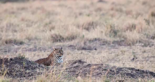 Leopard Lying In Kenya Africa Looking Around