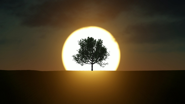 Growing Tree At Sunrise alt