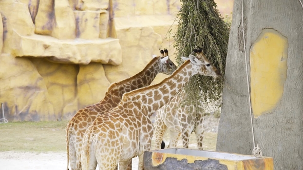 Pair of Giraffes Eat Green Branches at the Zoo, Animals in the Safari Park