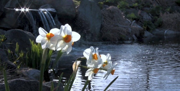 Daffodil Lake - HD Pack 9