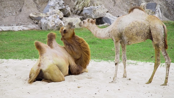 Camels Play Together on the Sand and Have a Rest, Animals in the Zoo, Camels in the Tropical Park