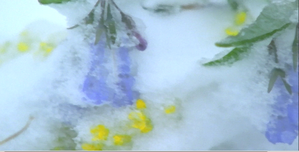 Widflowers Caught in Blizzard: Sequence