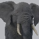 African Elephant - Loxodonta Africana - 3DOcean Item for Sale