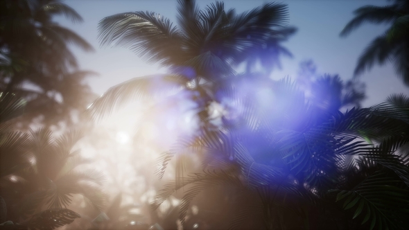 Sunset Beams Through Palm Trees alt