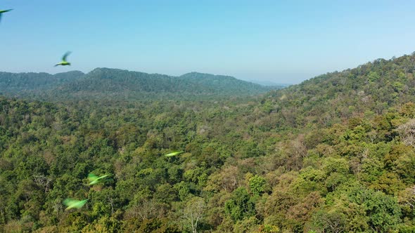 Top view of Jungle with parakeets crossing across the frame