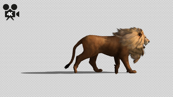 4K Lion Fast Walk alt