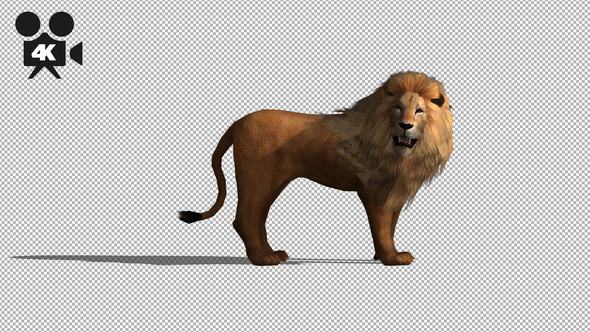 4K Lion Idle alt