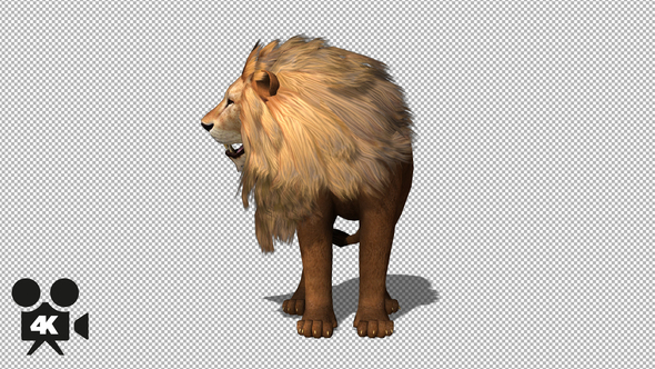 4K Lion Look  alt