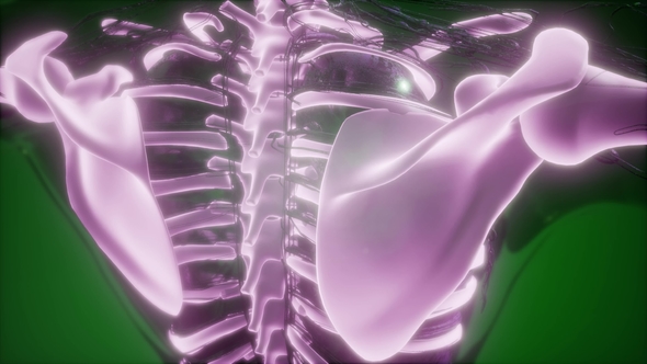 Human Body with Visible Skeletal Bones alt