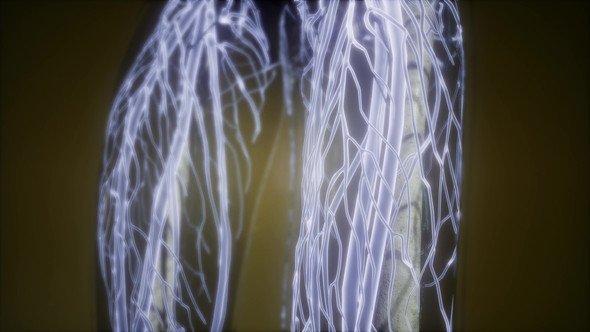 Human Body with Glow Blood Vessels alt