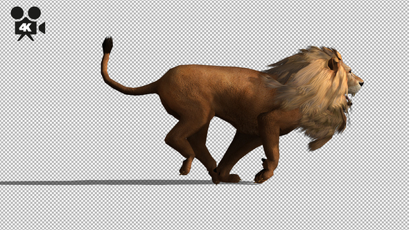 4K Lion Run  alt