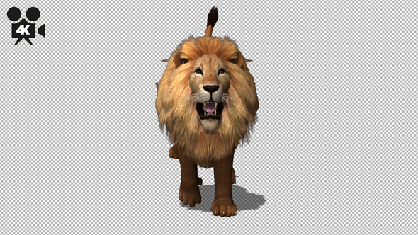 4K Lion Run to Camera alt