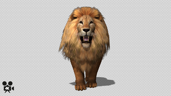 4K Lion Walk to Camera alt