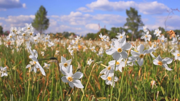 White Narcissus Growing in the Spring Field. Field of Flowering Daffodils