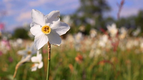 White Daffodil Flower in Spring Field