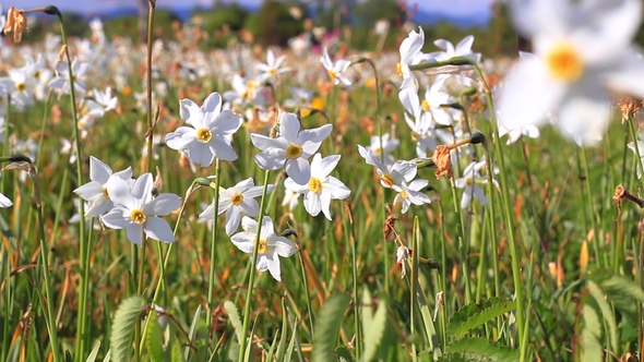 Narcissus Flowering in the Field