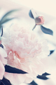 Beautiful white peony flowers - PhotoDune Item for Sale
