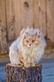 the fluffy cat sits on a stub - PhotoDune Item for Sale
