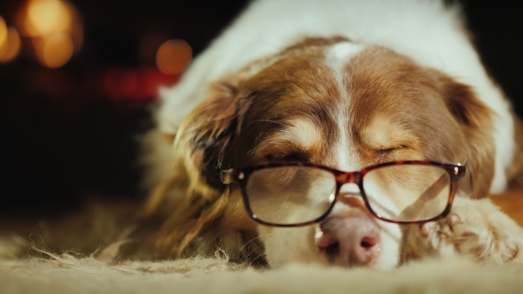 A Dog in Reading Glasses Sleeps on the Floor Near the Fireplace. Funny Animals Concept