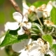 A Bee Pollinates a Flower Cherry - VideoHive Item for Sale