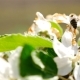 The Bee Pollinates the Flower. Flowering Cherry. - VideoHive Item for Sale