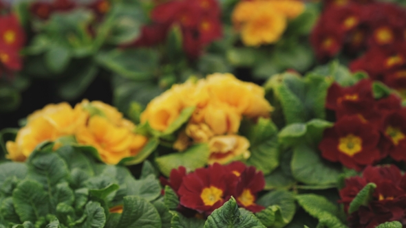 View of Flower Greenhouse