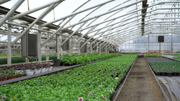 View of Flower Greenhouse