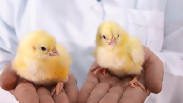 Two Little Chickens in the Arms of a Farmer Close Up. Poultry and Chicken Breeding. Vaccination of